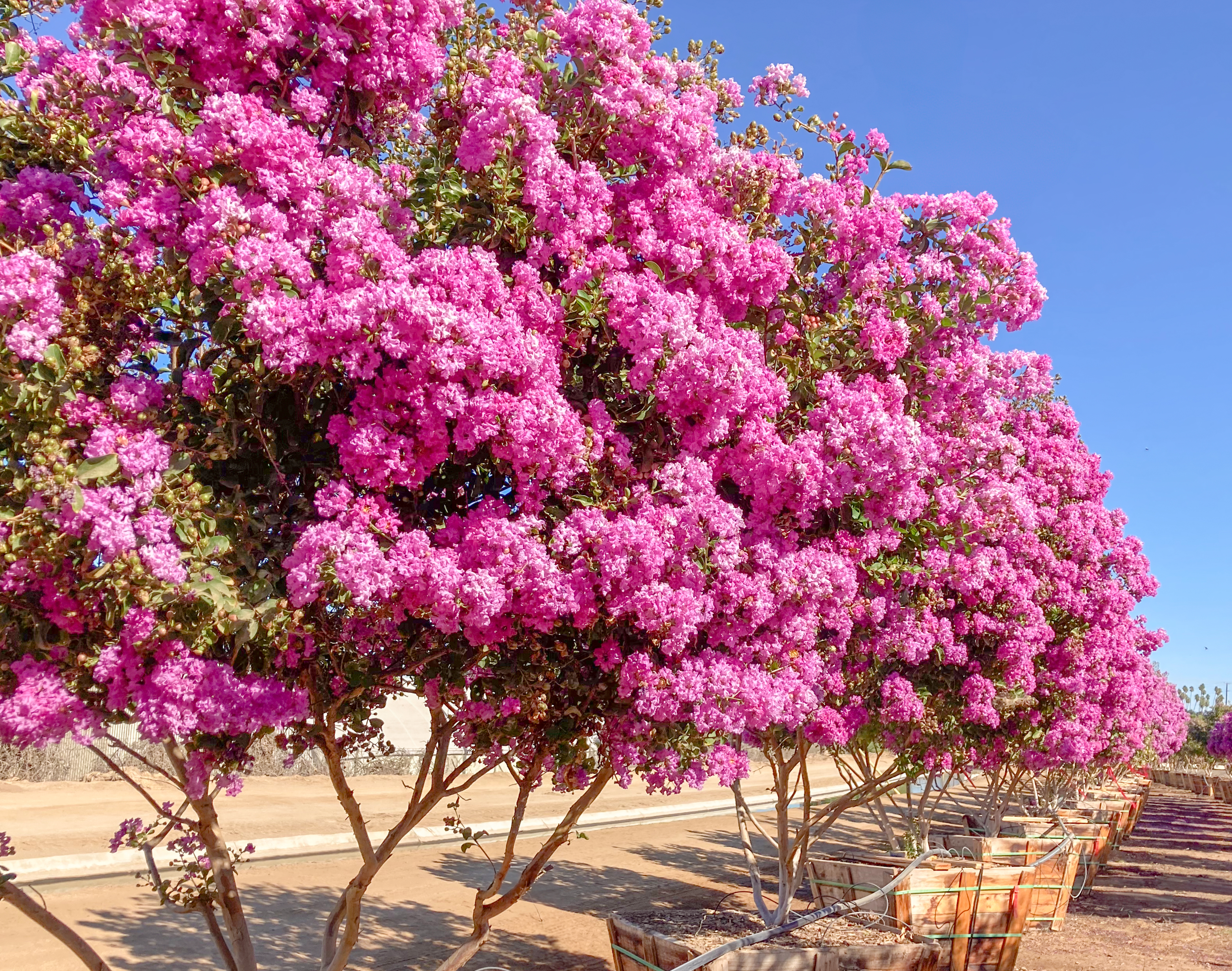 Muskogee Crape Myrtle | Flowering Trees | Moon Valley Nurseries